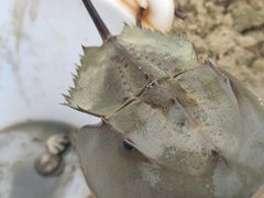 -北海金海湾红树林生态旅游区