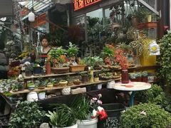 -曲阳花鸟市场(曲阳路店)