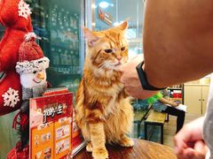 -PETKIT小佩宠物(古北店)