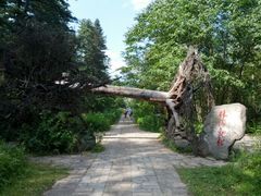 android_upload_pic-五营红松林海景区