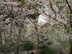 -武汉大学-樱园