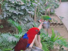 -南宫五洲植物乐园