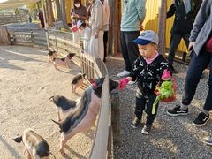 -前小桔亲子创意农场·草莓采摘·露营烧烤