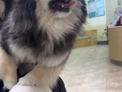 -美联众合动物医院·24h转诊中心