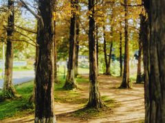 -白鹭湾湿地公园