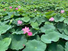 -荷塘月色湿地公园·向阳花洲
