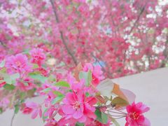 -南海子公园