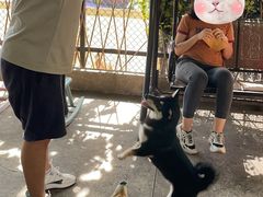 -柴犬高等学院·狗咖·柴犬售卖·宠物训练
