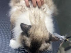 -PETKIT小佩宠物·低压洗护(国顺东路店)