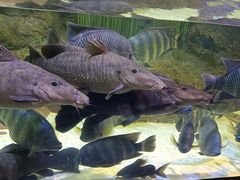 -上海海洋水族馆