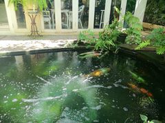 -Fern Forest Cafe