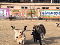 -趣玩宠物乐园寄养训犬训狗游泳池