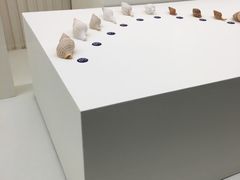 -青岛贝壳博物馆