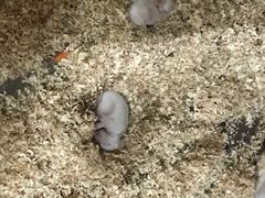 -上海大自然野生昆虫馆