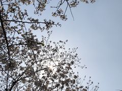 -顾村公园