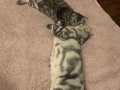 -猫十亿·布偶金渐层·曼基康矮脚猫舍(青年路店)