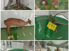 -西双版纳原始森林公园