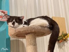 -猫小院猫主题咖啡厅(北锣店)