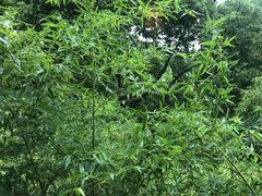 -荷风细雨·中国茶宴(碧云店)