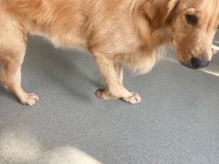 -凯瑞希宠物医院·狂犬免疫·微创·皮肤科