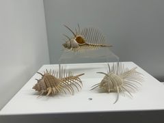 -贝壳王国博物馆