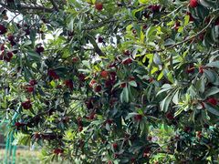 -呼吸森林·生态农庄农家乐私房菜