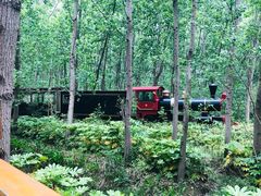 -合肥滨湖国家森林公园