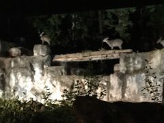 -清迈夜间动物园