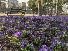 -新江湾城公园