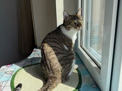 -东日国际动物医院·CT·心脏专科(桃源分院)