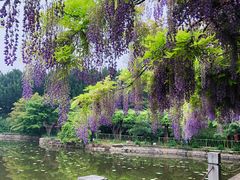 -嘉定紫藤园