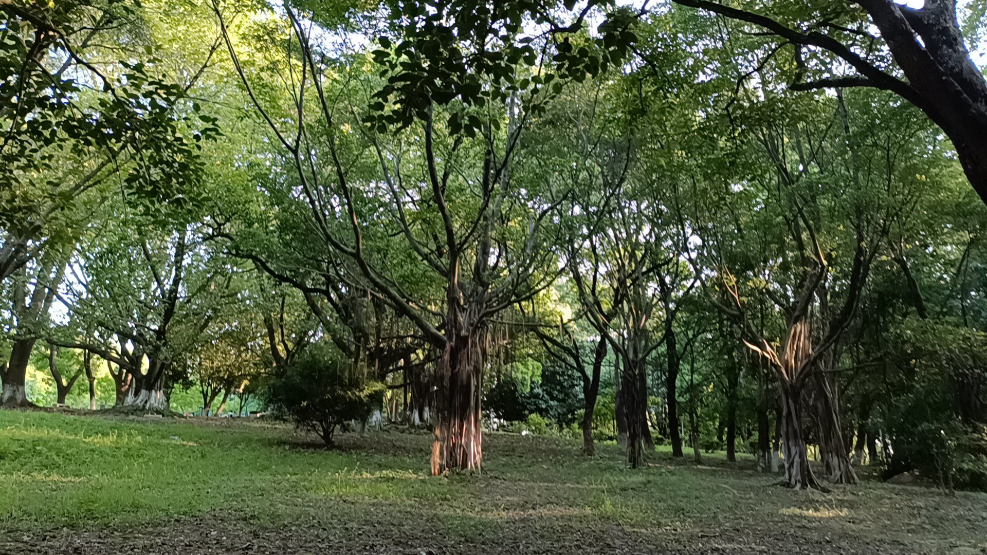 长湴公园在广州天河区,与华南植物园仅一墙之隔.