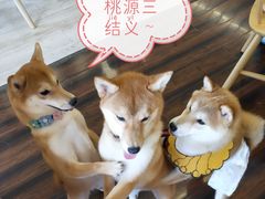 -豆柴町-柴犬主题狗咖(红鼎国际C座店)