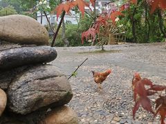 -梁野山景区