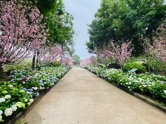 -天适樱花悠乐园