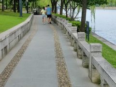 -荷塘月色湿地公园·向阳花洲