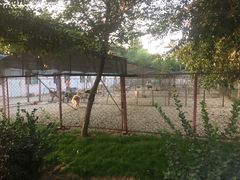 -宠物寄养训练学校