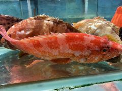 -东国海鲜火锅城(氹仔店)