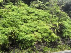 -海南热带雨林国家公园吊罗山景区
