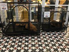 -阿那亚第一食堂 Cafeteria 1