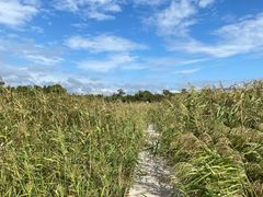 -鹦鹉洲湿地公园