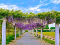 -嘉北郊野公园