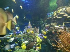 -瑞普利水族馆