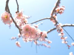-奈良公园