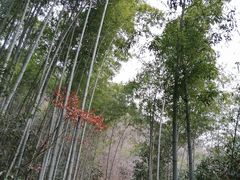 -燕子河大峡谷天坑仙境