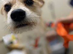 -爱妮康宠物医院·干细胞免疫细胞·肿瘤·心脏(张江店)