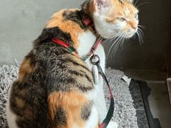 -Again Coffee Roaster(香蜜湖店)