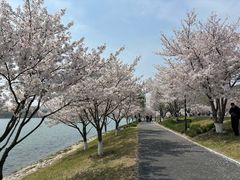 -羊山湖公园