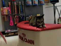 -创凡宠物医院·骨专科  猫科中心(西乡分院)