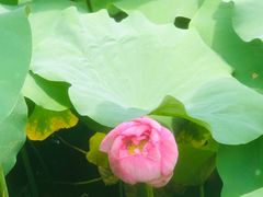 -陈家山荷花公园